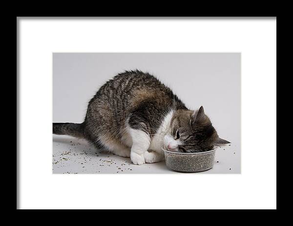 Pets Framed Print featuring the photograph Catnip Pillow by Travis Lawton