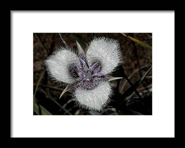 Cats Ears Framed Print featuring the photograph Cats Ears by Betty Depee