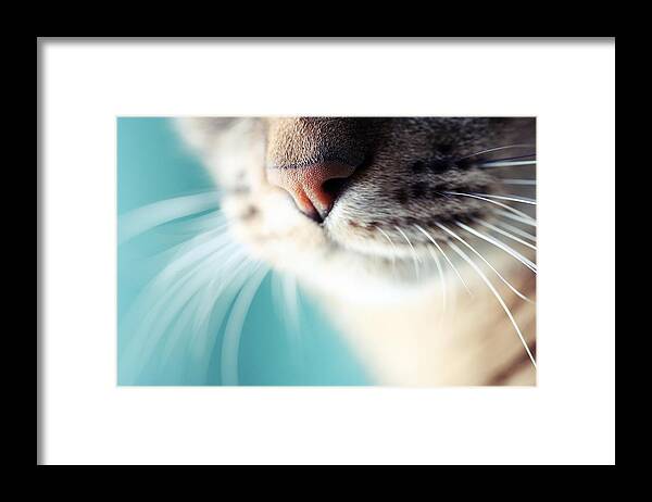 Bulgaria Framed Print featuring the photograph Cats Nose And Whiskers, Close Up by By Julie Mcinnes