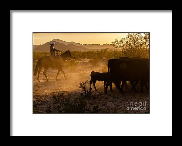 Cattle Framed Print featuring the photograph Cattle Drive 5 by Larry White