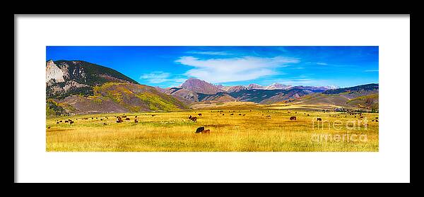 Autumn Framed Print featuring the photograph Cattle Grazing Autumn Panorama by James BO Insogna