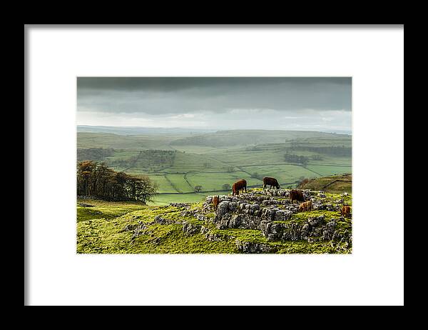 Animals Framed Print featuring the photograph Cattle in the Yorkshire Dales by Sue Leonard