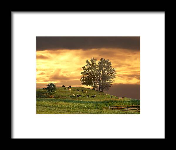 Cattle Framed Print featuring the photograph Cattle on a Hill by Randall Branham
