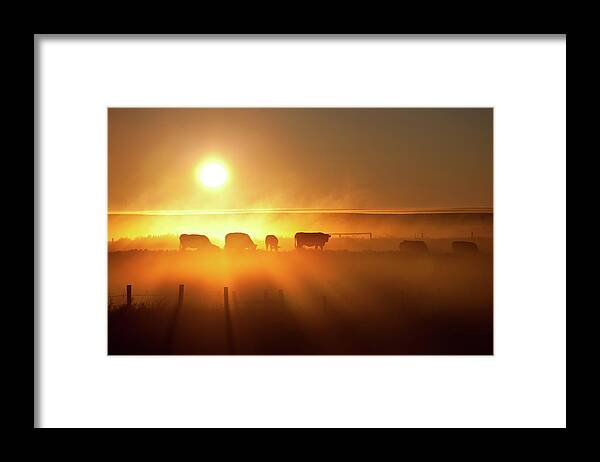 Scenics Framed Print featuring the photograph Cattle Silhouette On An Alberta Ranch by Imaginegolf