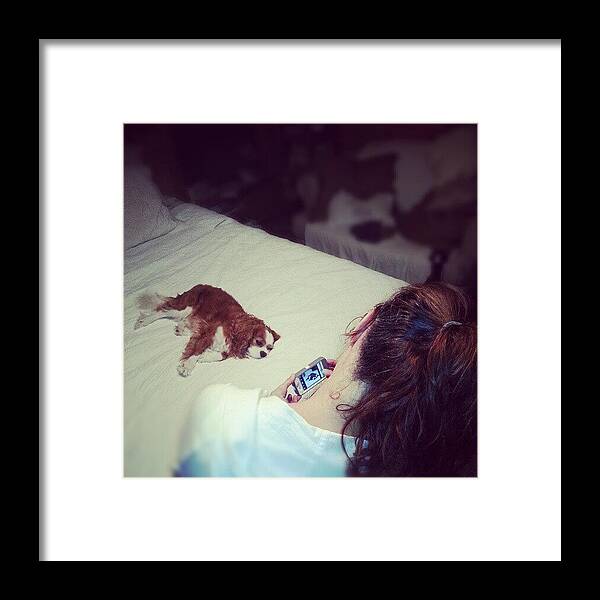 Bed Room Bedroom Dog King Charles Cavalier Spaniel Blenheim Boy Male Wife Camera Iphone Instagram Pooch Pet Fur Hair Sleep Lay Tired Framed Print featuring the photograph Caught Instagraming The Dogs by Blake Kirby