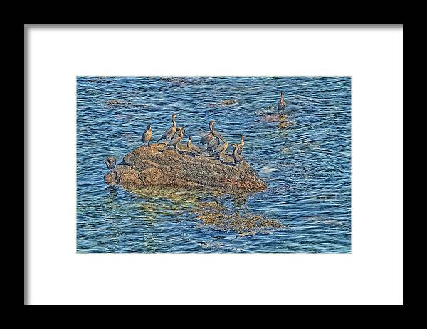 Water Framed Print featuring the photograph Ccormorants by Constantine Gregory
