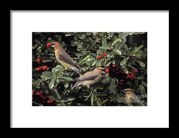 Fauna Framed Print featuring the photograph Cedar Waxwings Eating Berries by Ron Sanford