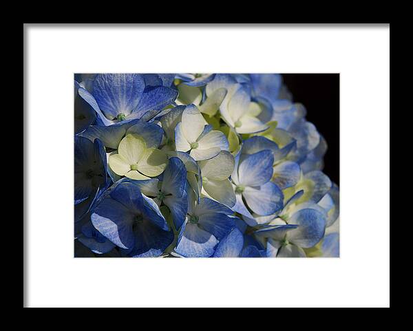 Flower Framed Print featuring the photograph Celestial by Lorenzo Cassina