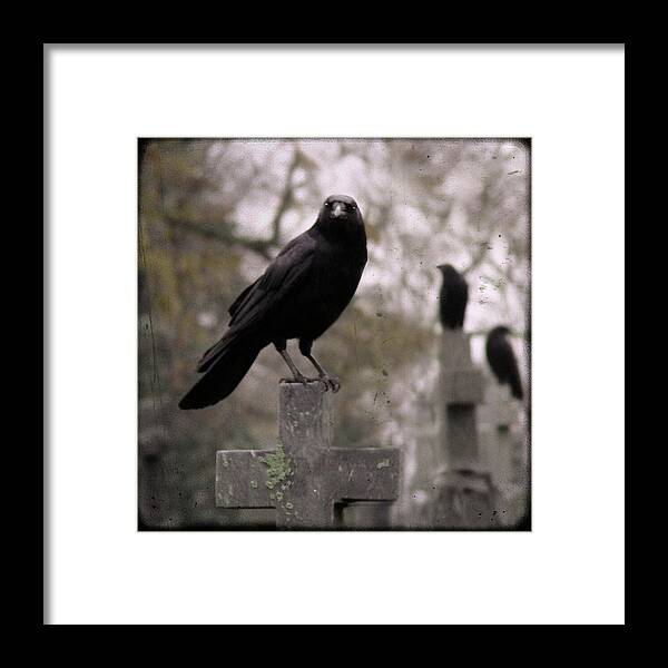Cemetery Framed Print featuring the photograph Gather Ye Crows by Gothicrow