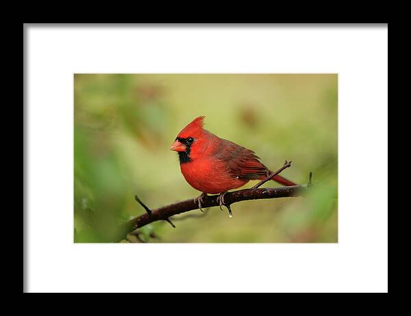 Cardinal Framed Print featuring the photograph Center Cardinal by Karol Livote