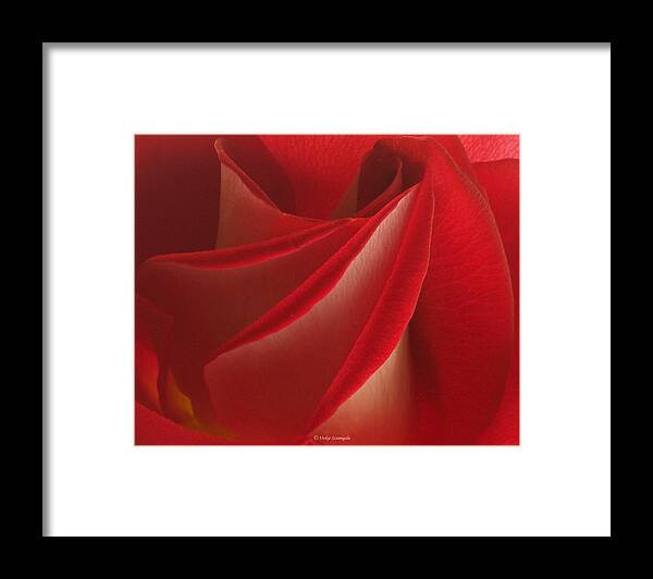 Rose Framed Print featuring the photograph Center Folds by Vickie Szumigala