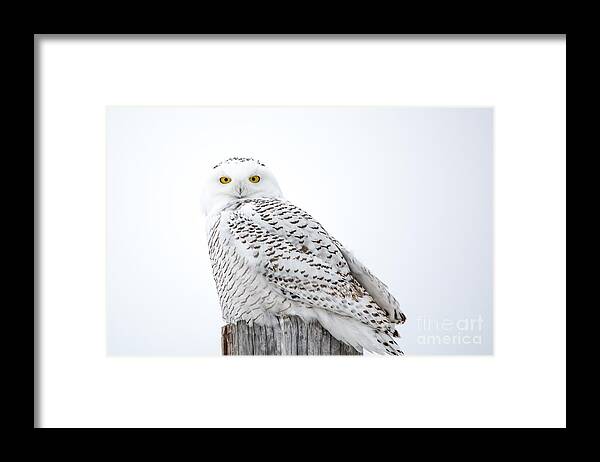 Field Framed Print featuring the photograph Centered Snowy Owl by Cheryl Baxter