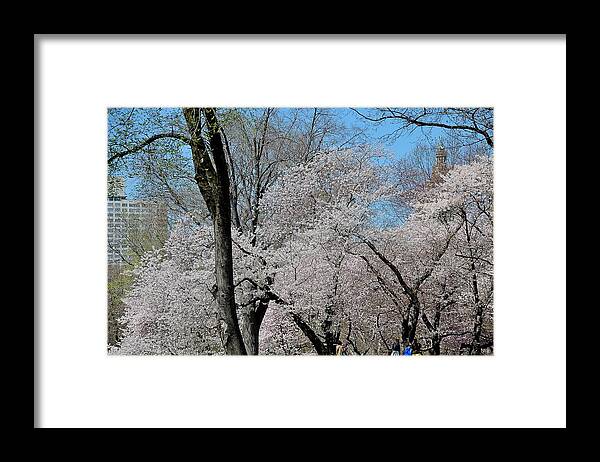 New York City Framed Print featuring the photograph Central Park Spring by Steven Richman
