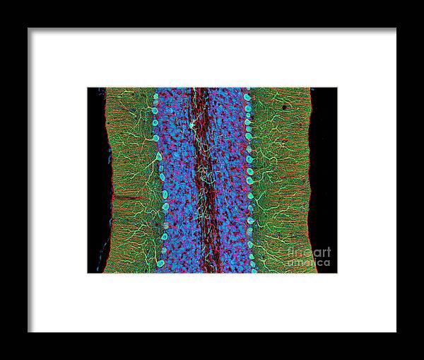 Science Framed Print featuring the photograph Cerebellum, Fluorescent Lm by Science Source
