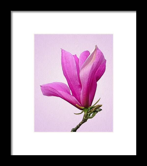 Pink Flowers Framed Print featuring the photograph Cerise Pink Magnolia Flower by Gill Billington