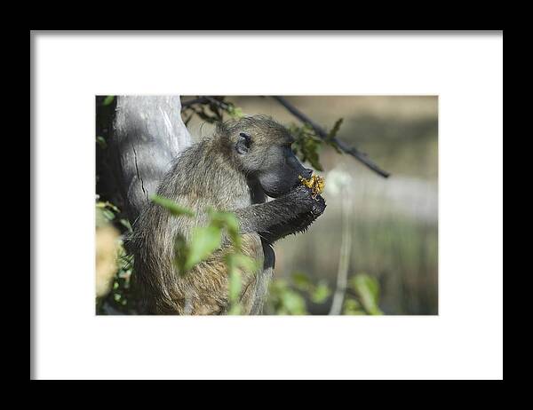Botswana Framed Print featuring the photograph Chacma baboon, eating a wild fruit, Moremi Game Reserve, Botswana by Franz Aberham