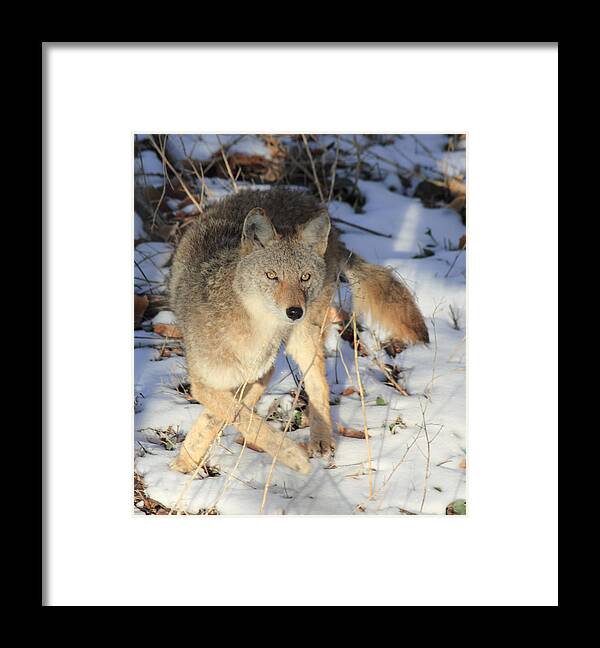 Coyote Framed Print featuring the photograph Changing Direction by Shane Bechler