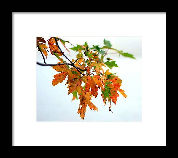 Autumn Framed Print featuring the photograph Changing Seasons by Viviana Nadowski