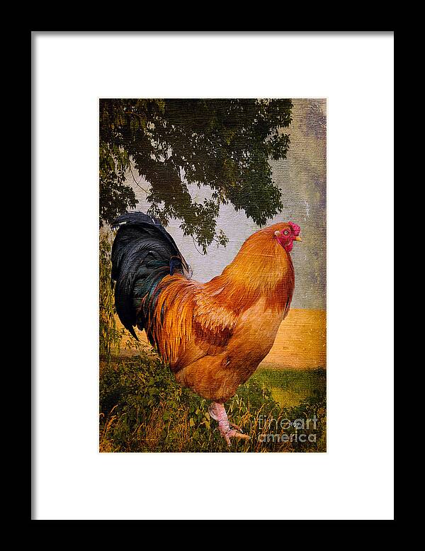 Chanticleer Framed Print featuring the photograph Chanticleer In Blue by Lois Bryan