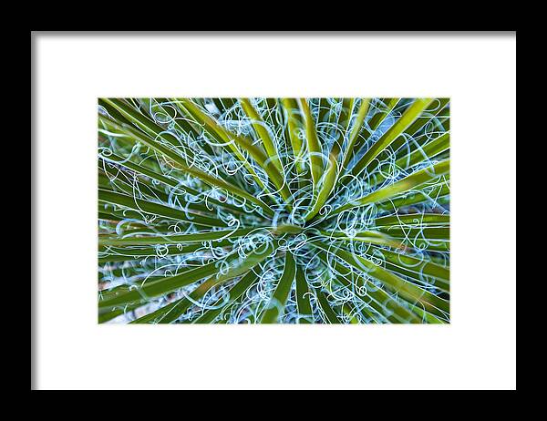 Nature Framed Print featuring the photograph Chaos by Jonathan Nguyen