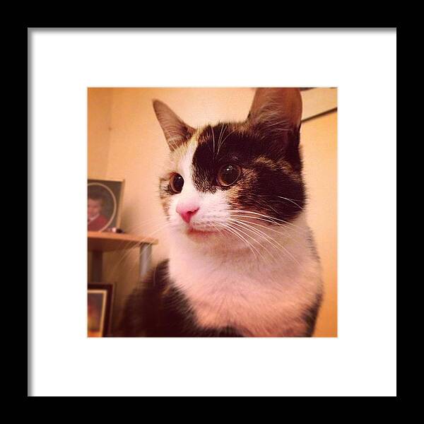 Petstagram Framed Print featuring the photograph Charlee! #cat #cats #tagsforlikes by Charlotte Turville