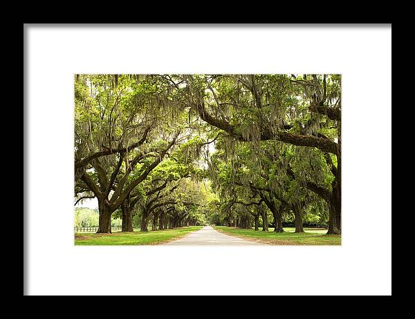 Live Oaks Framed Print featuring the photograph Charleston Avenue of Oaks by Stephanie McDowell