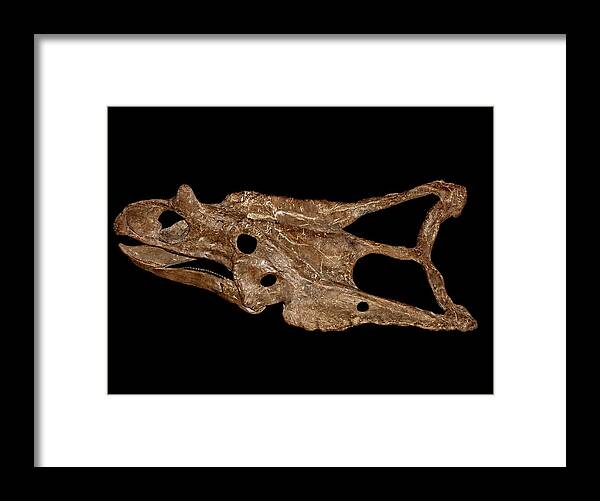 Animal Framed Print featuring the photograph Chasmosaurus Skull by Millard H. Sharp