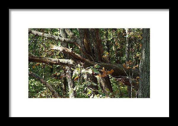 Autumn Leaves Framed Print featuring the photograph Chattahoochee River Trails by Rafael Salazar