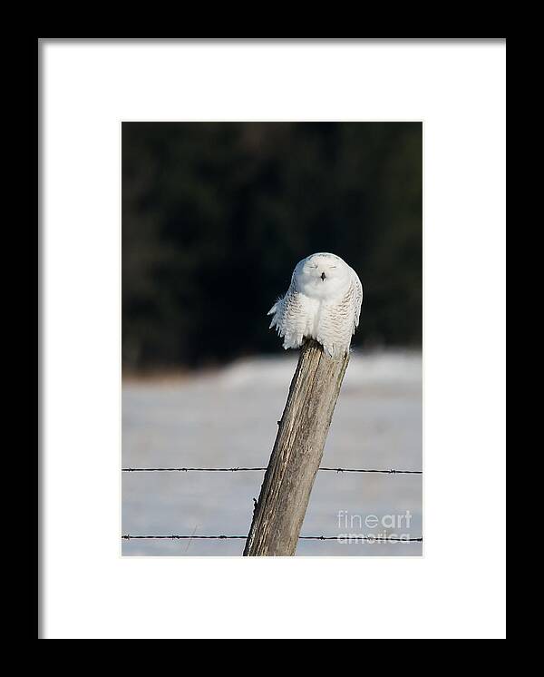 Snowy Owl Framed Print featuring the photograph Cheeky Snowy by Cheryl Baxter