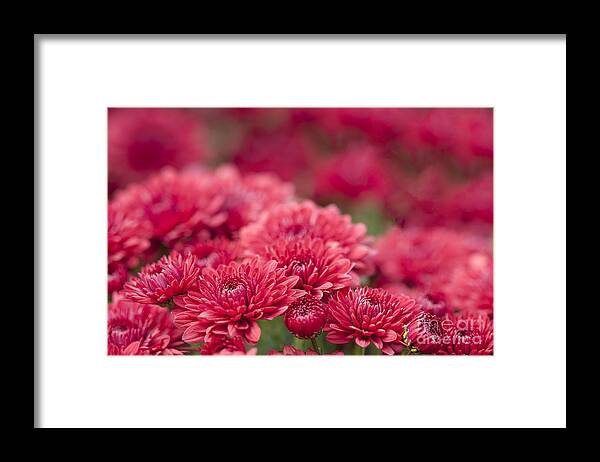 Mums Framed Print featuring the photograph Cheerful by Patty Colabuono