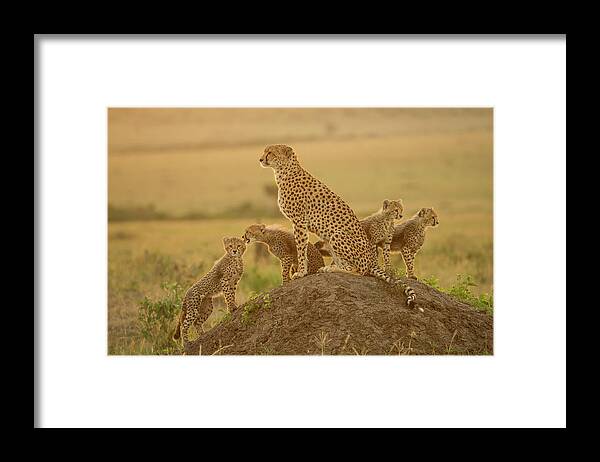 Scenics Framed Print featuring the photograph Cheetah Acinonyx Jubatus Mother And by Paul & Paveena Mckenzie