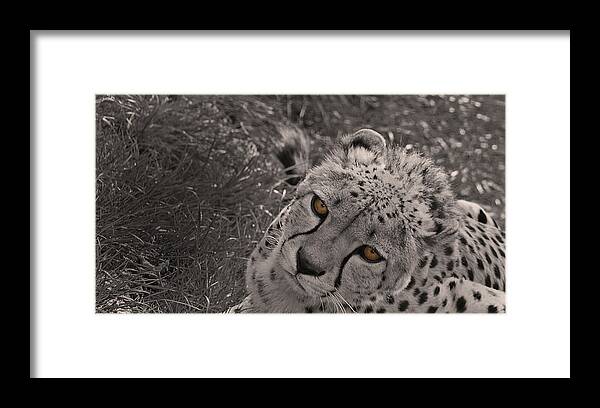 Big Cat Framed Print featuring the photograph Cheetah Eyes by Martin Newman