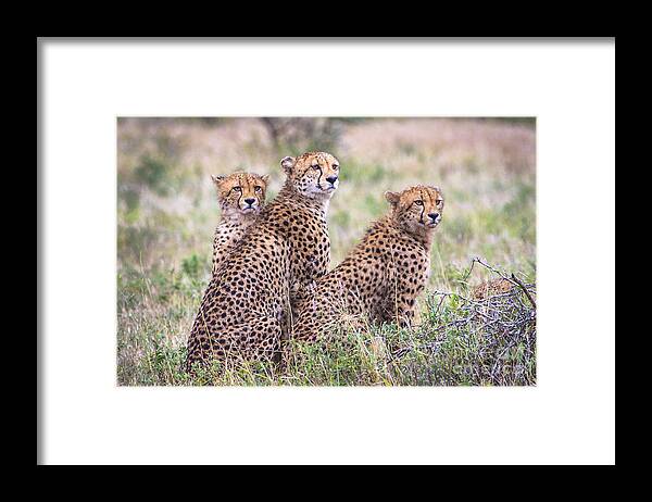 Kruger Framed Print featuring the photograph Cheetah Family by Jennifer Ludlum