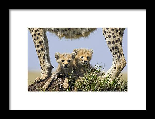 Suzi Eszterhas Framed Print featuring the photograph Cheetah Mother And Cubs Maasai Mara by Suzi Eszterhas