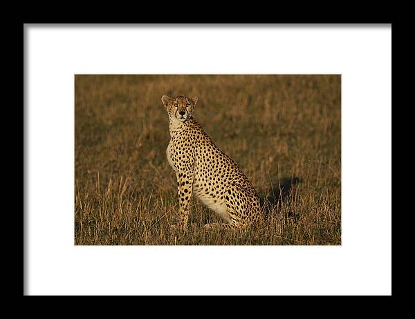 Hiroya Minakuchi Framed Print featuring the photograph Cheetah On Savanna Masai Mara Kenya by Hiroya Minakuchi