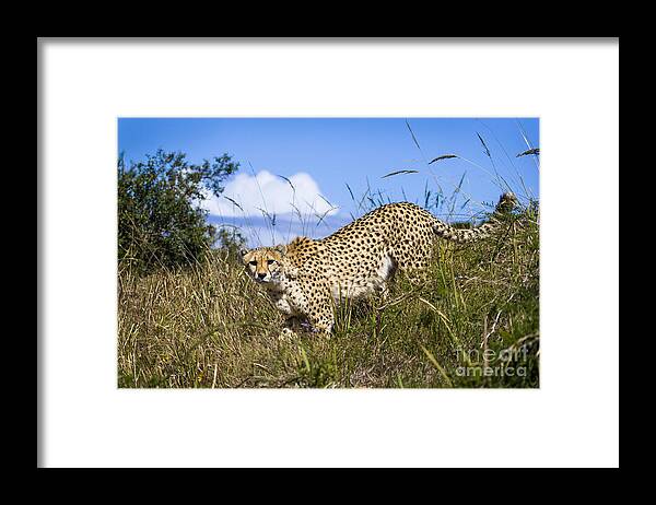 Cheetah Framed Print featuring the photograph Cheetah Stalking by Jennifer Ludlum