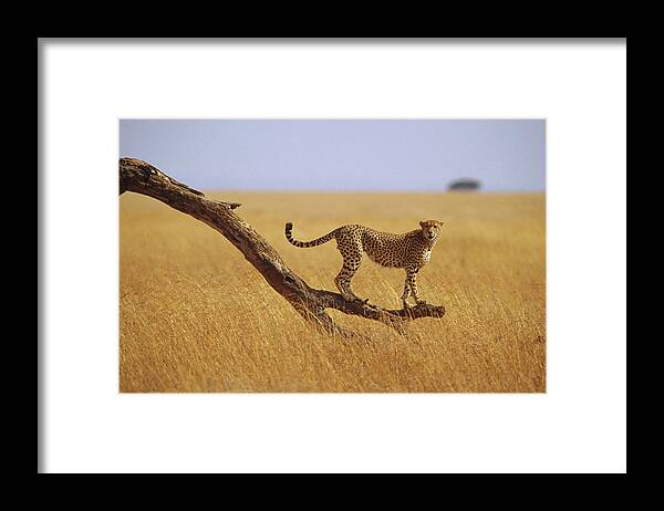 00204162 Framed Print featuring the photograph Cheetah Standing on Dead Tree by Gerry Ellis