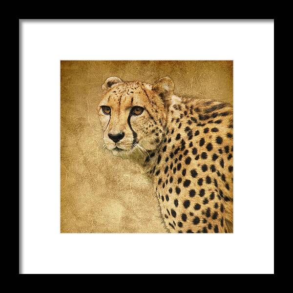 Cheetah Framed Print featuring the photograph Cheetah by Steve McKinzie
