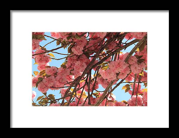 Blossom Framed Print featuring the photograph Cherry Blossom by Horst Duesterwald