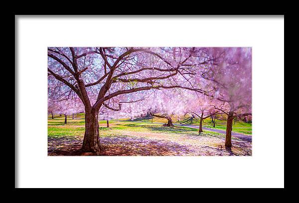 New Jersey Framed Print featuring the photograph Cherry Blossom in the Wind by Mark Rogers