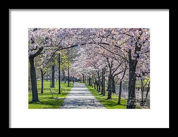 America Framed Print featuring the photograph Cherry Blossom Walk by Susan Cole Kelly
