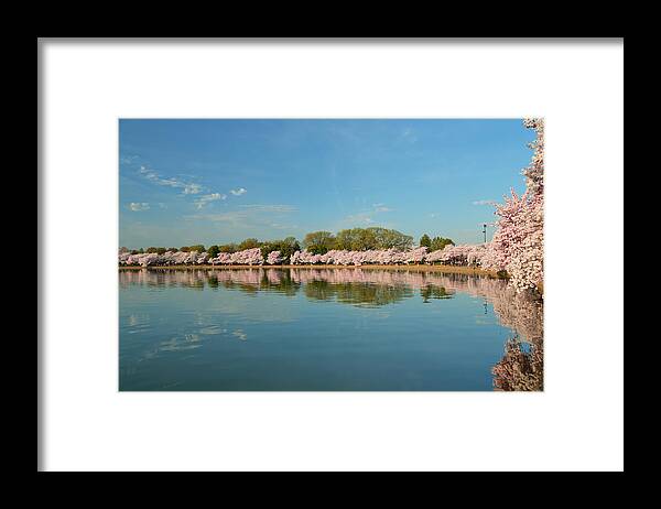 Architectural Framed Print featuring the photograph Cherry Blossoms 2013 - 026 by Metro DC Photography