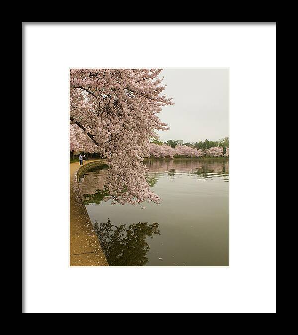Tidal Basin Framed Print featuring the photograph Cherry Blossoms Along the Tidal Basin by Leah Palmer