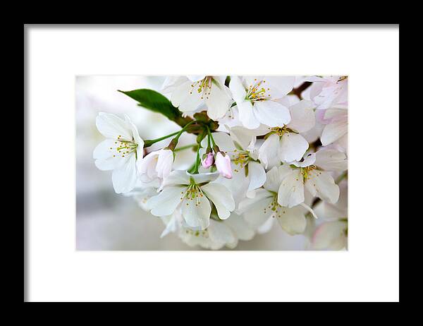 Cherry Blossoms Framed Print featuring the photograph Cherry Blossoms No. 9123 by Georgette Grossman