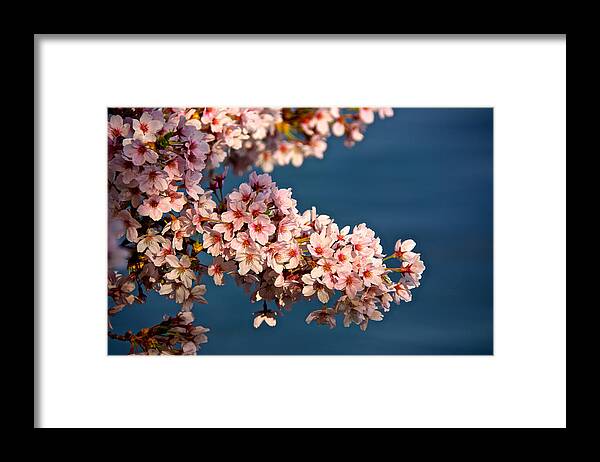 Capitol Framed Print featuring the photograph Cherry Blossoms on the Basin by Kathi Isserman
