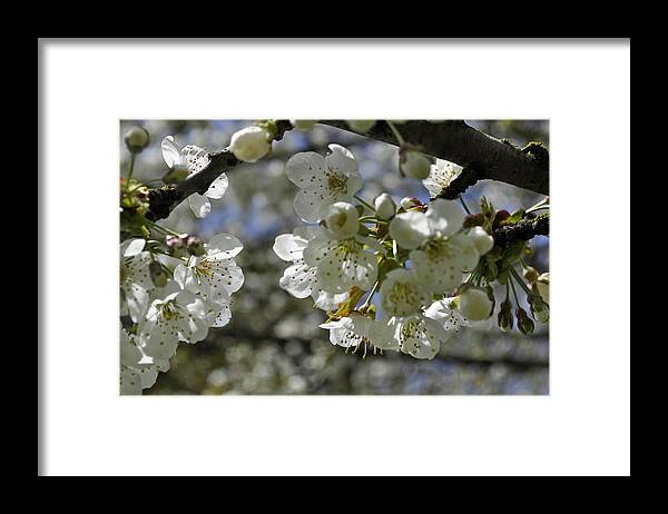 Cherry Framed Print featuring the photograph Cherry Blossoms by Tikvah's Hope