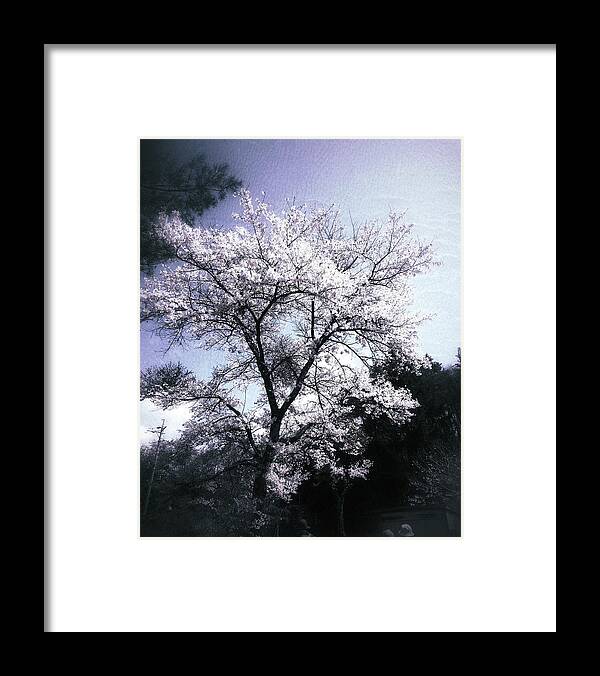 Cherry Blossoms Framed Print featuring the photograph Cherry Blossoms Tree by Yen