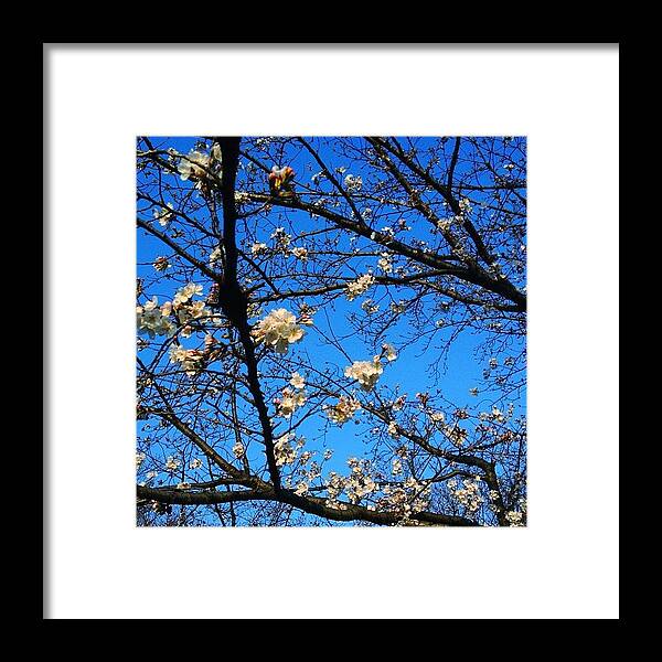 Beautiful Framed Print featuring the photograph Cherry Tree In The Park.
#instagood by Saito Hironobu