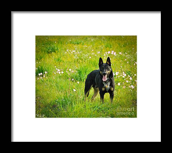 Dog Framed Print featuring the photograph Chester by Cheryl McClure