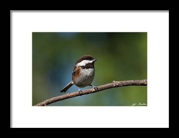 Animal Framed Print featuring the photograph Chestnut Backed Chickadee Perched on a Branch by Jeff Goulden